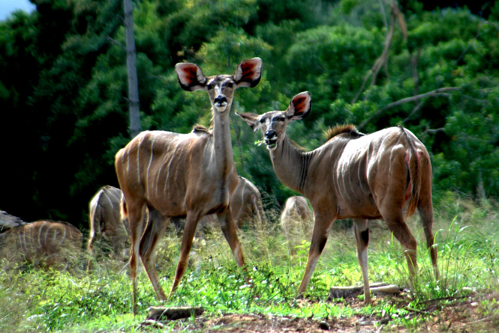 JAR - antilopy na Cape Vidal